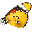https://dogshotelcy.com/wp-content/uploads/2019/08/butterfly.png