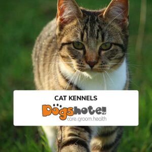 https://dogshotelcy.com/wp-content/uploads/2024/03/cat-kennels-800x800-1-300x300.jpg